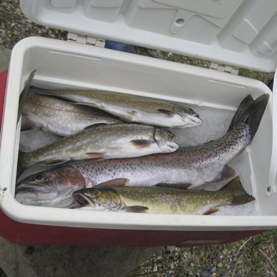 A sturdy cooler can safely hold fresh fish for a flight.
