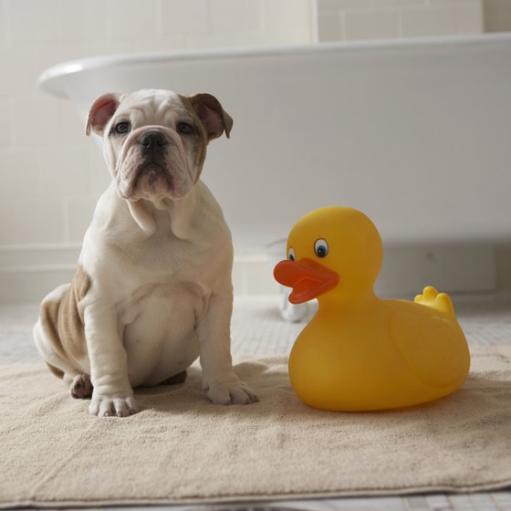 A clean puppy means a happy owner.