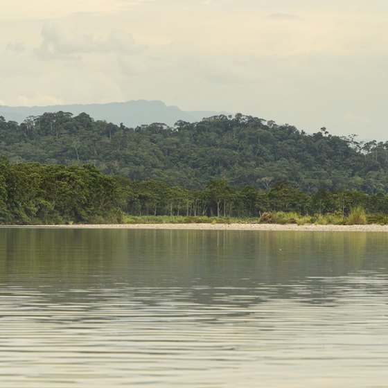The Amazon rainforest contains plants and animals found in no other area.