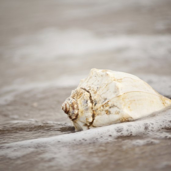 Find whelk shells -- a cousin of the conch -- along Virginia's shores.