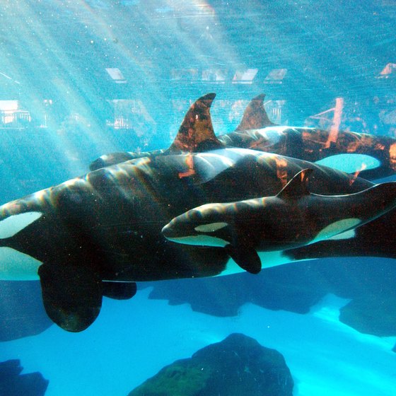 The orca whales are a major draw to SeaWorld Orlando.