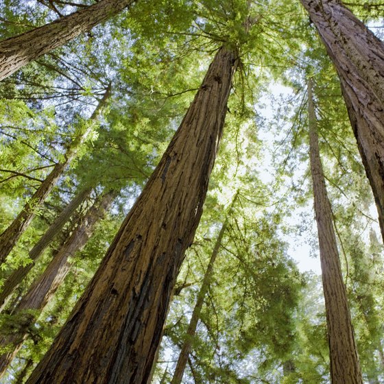 Palo Alto is located in the world's only region that supports the growth of redwoods.