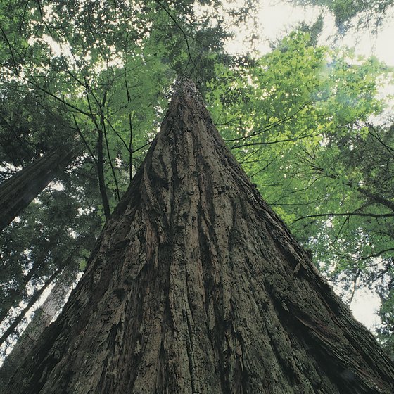 Northern California's coastal redwoods are the world's tallest living things.