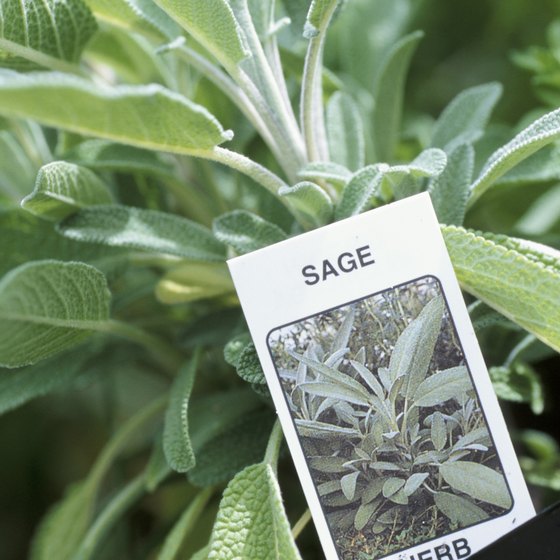 what-is-sage-tea-good-for-healthy-living