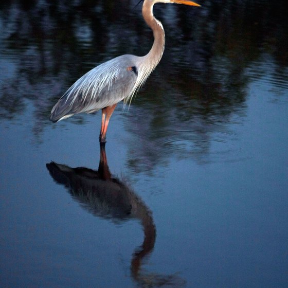 A Great Blue Heron is part of the wildlife at Merritt Island National Wildlife Refuge.
