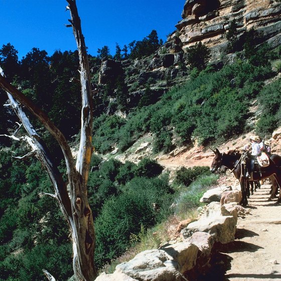 Enjoy the Grand Canyon with your family from the back of a mule.