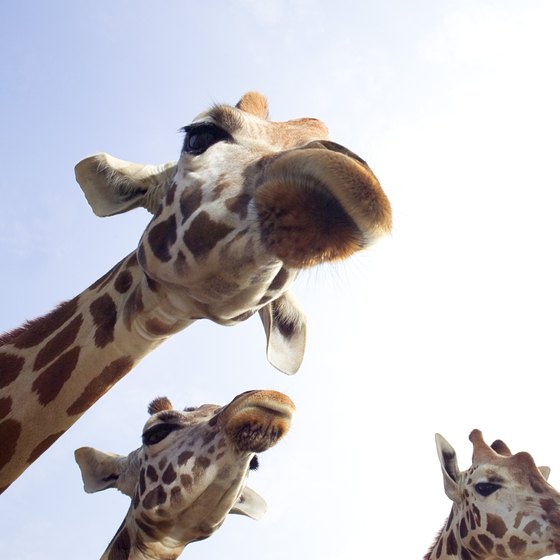 You might receive a kiss from a giraffe at Out of Africa's drive-through experience.