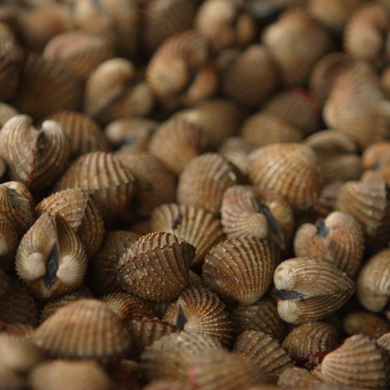 It is illigal to remove shellfish from most Northern California beaches.