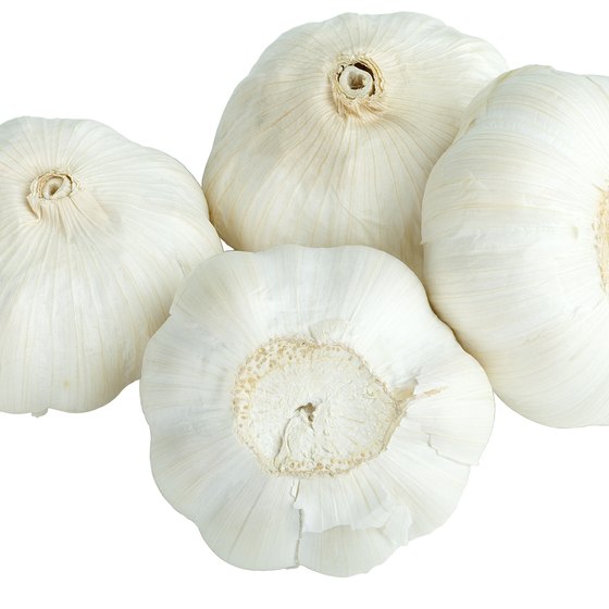 what-are-the-benefits-of-chewing-raw-garlic-healthy-living