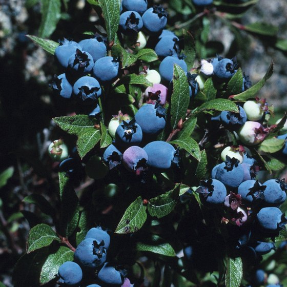Hammonton is home to the largest blueberry farm in the world