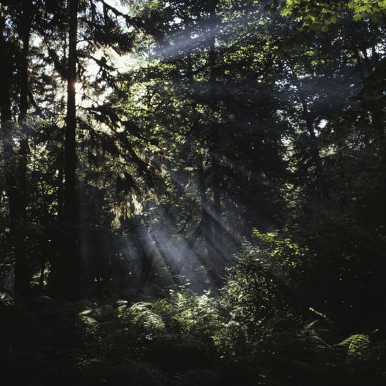 The sun finds a path through Olympic's temperate rain forest.