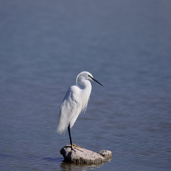 The snowy egret stands poised to snatch an unwary fish.