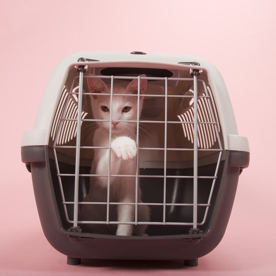 Pets in the cabin must stay in a carrier during the flight.