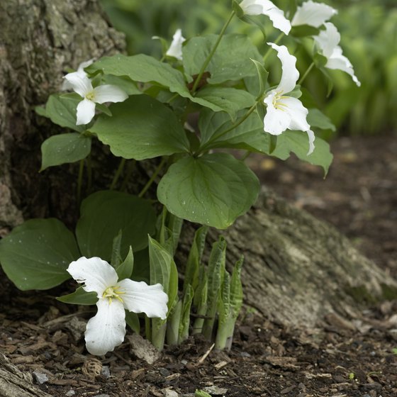 Trillium Trail is named for the white trillium found there.