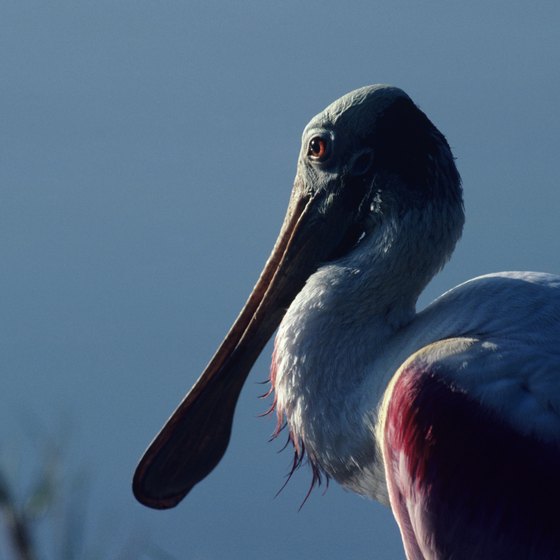 The roseatte spoonbill is just one of many birds visitors to Lake Charles can see in nearby Cameron Parish.