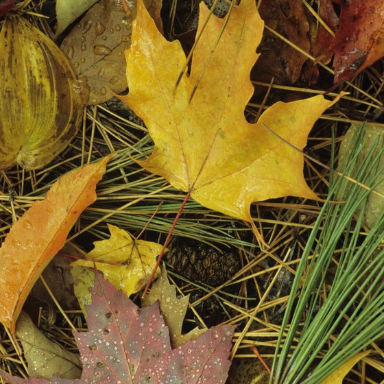 The Autumn Leaf Festival was named in honor of the fall foliage in Clarion.