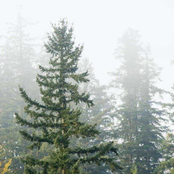 Go hiking in the misty forests surrounding Springfield.