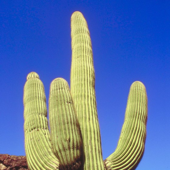Saguaro cacti dot the hills around Lake Roosevelt