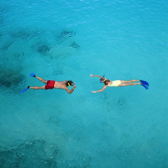 Snorkeling: a window into the marine environment surrounding Goat Island.