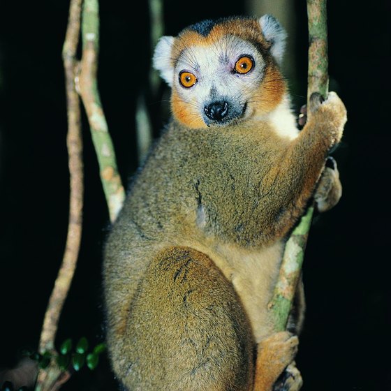 Madagascar is home to 50 species of lemur.