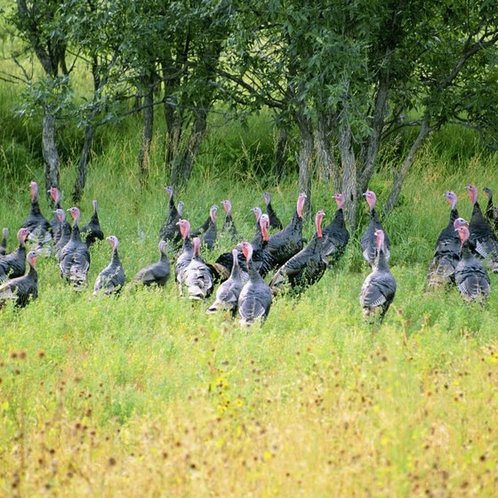 See abundant wildlife while riding in the Black Hills.