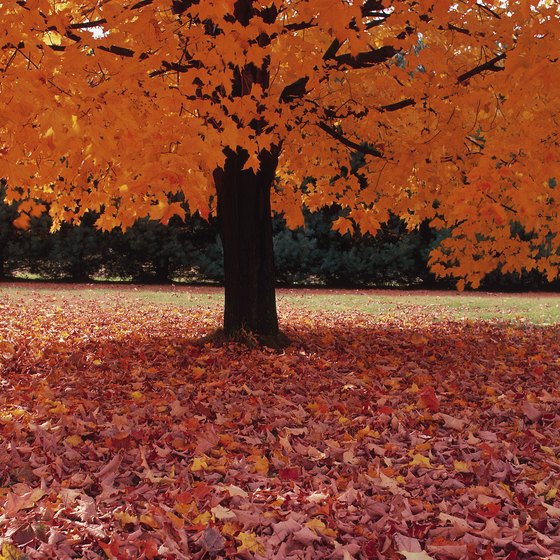 Colorful fall foliage