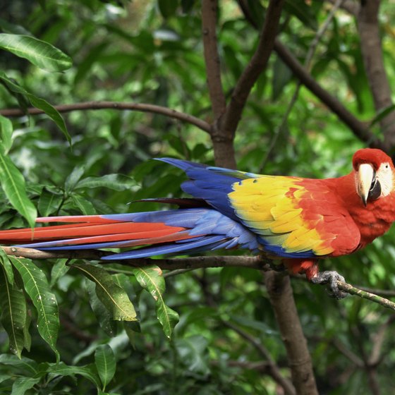 Jungles in Central America are home to a variety of colorful animal species.