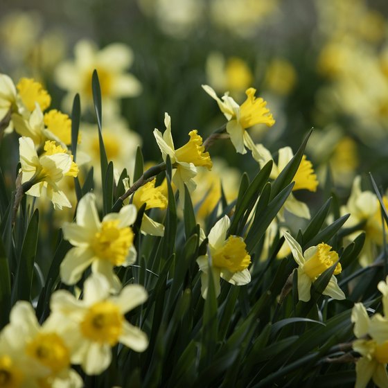 The Spring Jonquil Festival happens every April, when spring is in full bloom in Georgia.