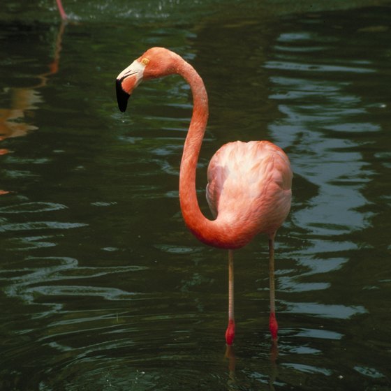 Flamingos are commonly seen near Doha in winter.