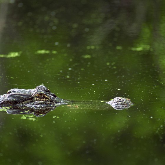 Alligators live in bodies of water throughout Florida.