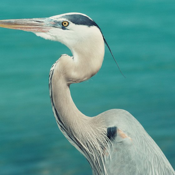 Herons can be seen nesting at Robinson Island in the Gulf Shores area.