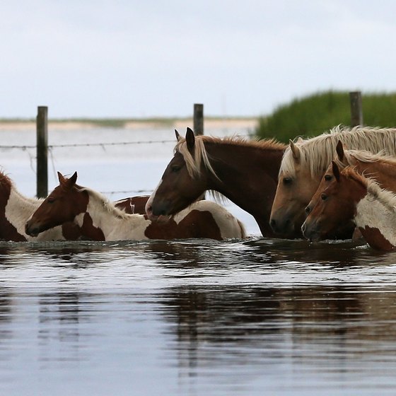 Assateague Island is known for its wild pony population.