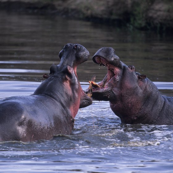Although hippos exist in a few areas around the lake, some places do offer safe swimming.