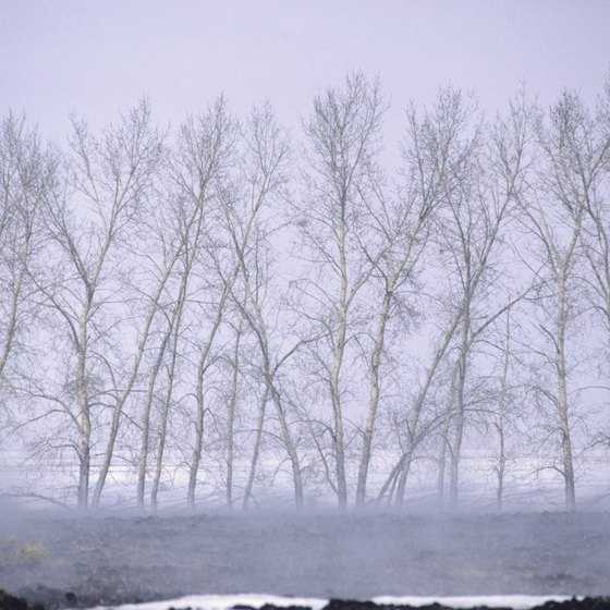 Winter landscape along the Minnesota-Canada border.