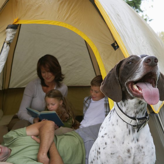Your canine companion is welcome to join you at many of California's campgrounds.