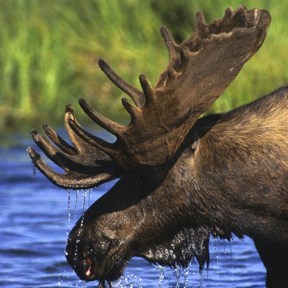 Wolves and moose play out an old predator-prey drama against the ridges and lowlands of Isle Royale.