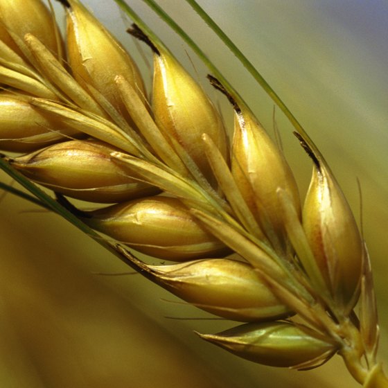 What Is Wheat Germ Good For You