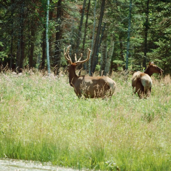 Roaming elk are often seen near the Pine Grove State Forest Campground.