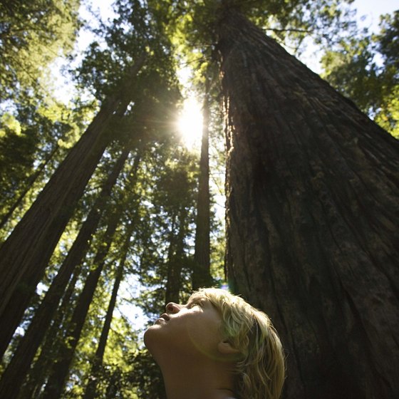 Old-growth redwoods teach and inspire us.