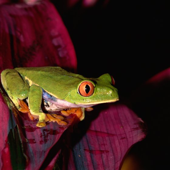 Mexico is home to more than 2,000 species of amphibians, including red-eyed tree frogs.