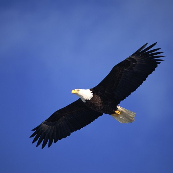 An eagle habitat near Starved Rock Lock and Dam is viewed from the visitor center.