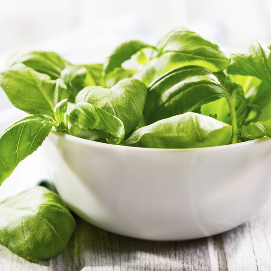 the basil used in many Italian dishes is a native herb