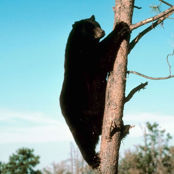 As many as 2,000 bears live in the Catskill Mountains.
