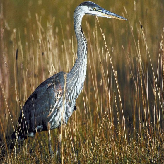 See herons and other waterbirds at Cibola National Wildlife Refuge.