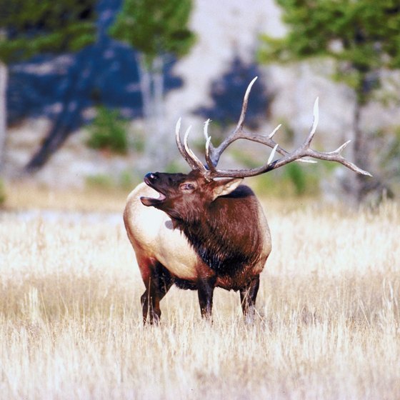 Hear elk bugling during the autumn rut at Rocky Mountain National Park.