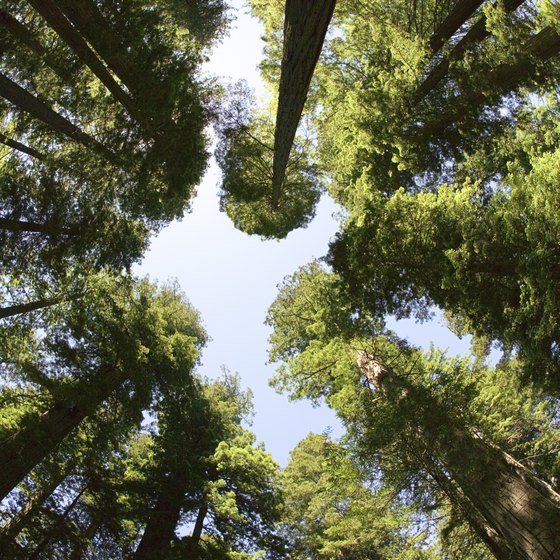Want to feel small? Stand in a grove of coastal redwoods in Northern California.