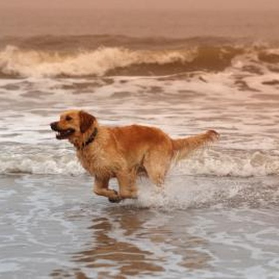 Beaches in Massachusetts for Dogs | Getaway USA