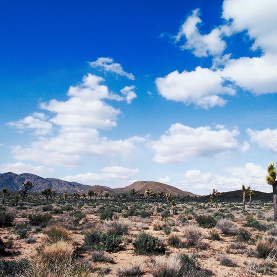 Joshua Tree National Park is a surprisingly green desert landscape.