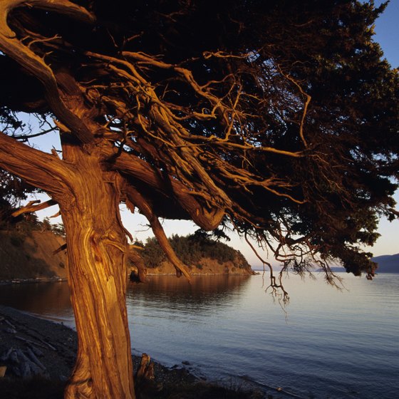 Friday Harbor is the hub of quaint San Juan Island.