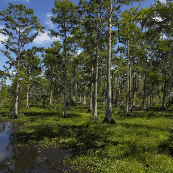 Louisiana's disappearing wetlands are a significant environmental issue.